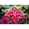 Asian garden indoesnisa Common Coleus  tropical  flower seeds for growing